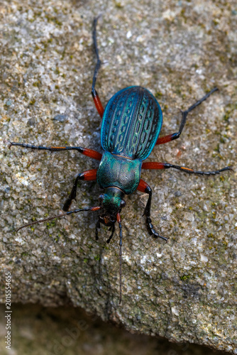 Close-up of a Latticed Worm Beetle on a Rock