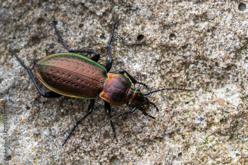 Close-up of a Carabus arvensis beetle on a textured surface