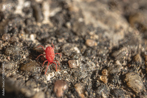Foto Red velvet mite macro on soil, tiny bright red arachnid in natural habitat