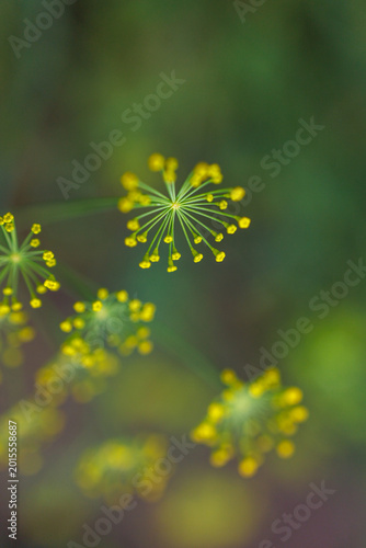 Valokuva Single dill umbel with seeds against soft blurred green background