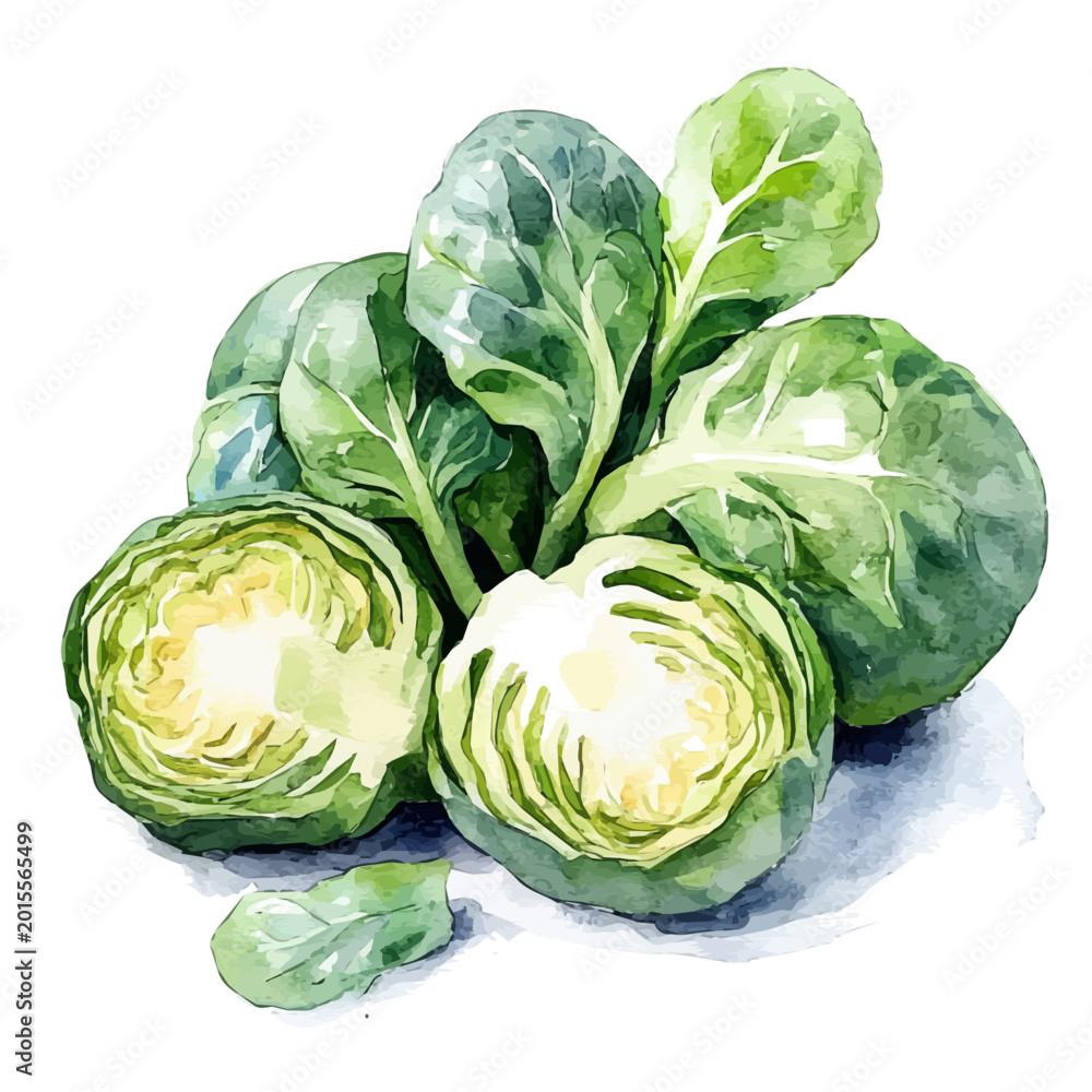 Fototapeta premium Brussels Sprouts, clipart vector in watercolor style with flowing brushwork, isolated on a white background.