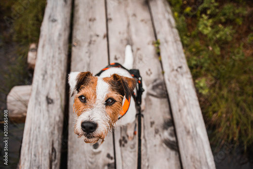 Canvastavla Active Parson Russell Terrier enjoying hiking in the Austrian Alps