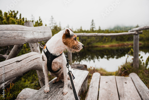 Fotografía Active Parson Russell Terrier enjoying hiking in the Austrian Alps