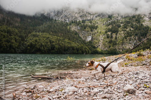 Foto Active Parson Russell Terrier enjoying hiking in the Austrian Alps