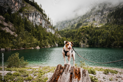 Foto Active Parson Russell Terrier enjoying hiking in the Austrian Alps