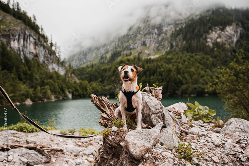 Quadro su tela Active Parson Russell Terrier enjoying hiking in the Austrian Alps
