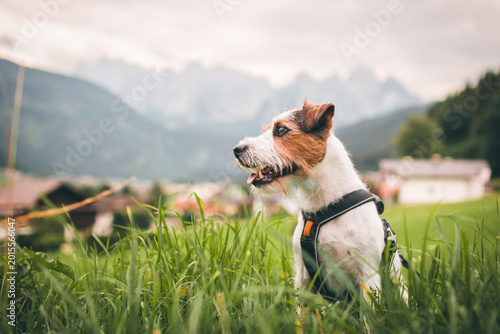 Schilderij op canvas Active Parson Russell Terrier enjoying hiking in the Austrian Alps