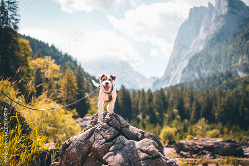 Foto Active Parson Russell Terrier enjoying hiking in the Austrian Alps