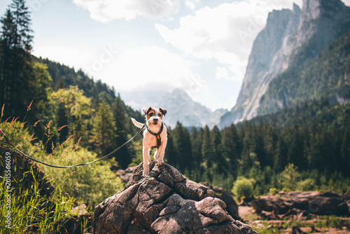 Quadro em tela Active Parson Russell Terrier enjoying hiking in the Austrian Alps