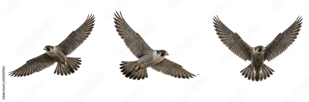 Obraz premium Wild Hawk Eagle Flying Isolated On Transparent Background Predatory Bird Wings Spread Wildlife Nature