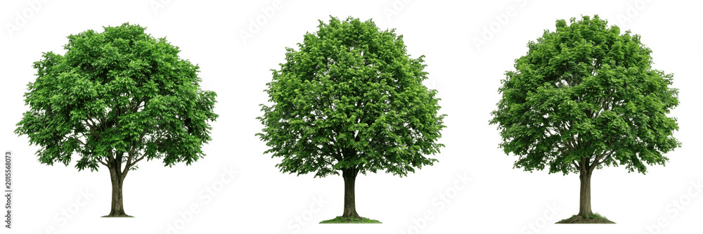 Obraz premium Green Deciduous Tree Summer Foliage Nature PNG Set