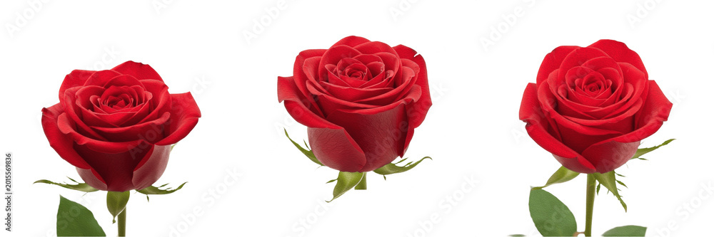 Naklejka premium Single Deep Red Rose Flower Bloom Transparent PNG Cutout for Romantic Love Wedding Floral Design
