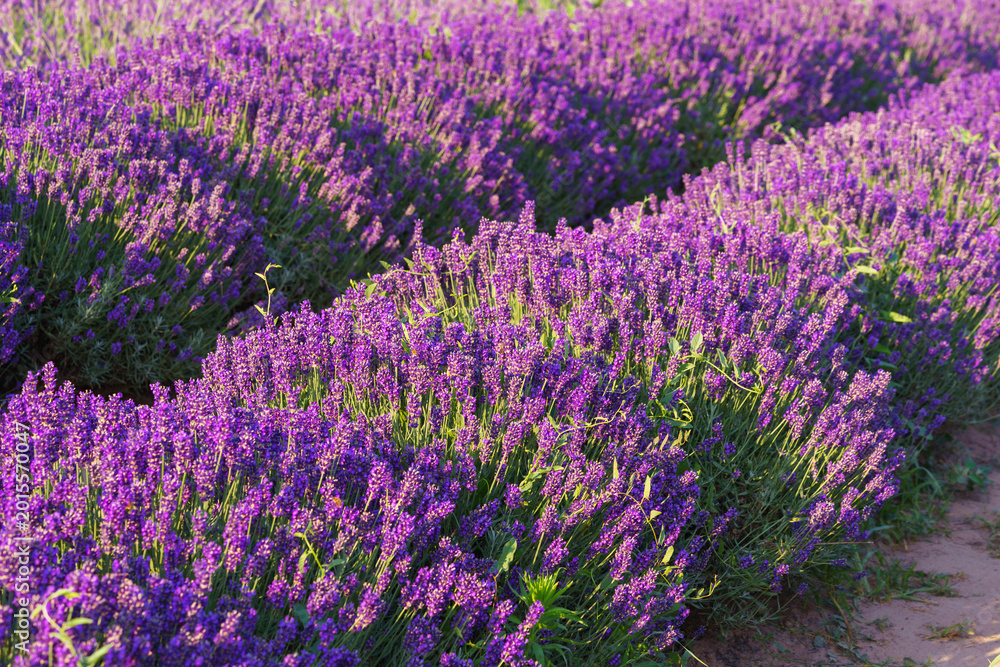 Naklejka premium Wide view of blooming lavender field under strong summer light. Rows of vibrant purple flowers create stunning natural texture, representing fragrance. Landscape, natural background, herbal wallpaper