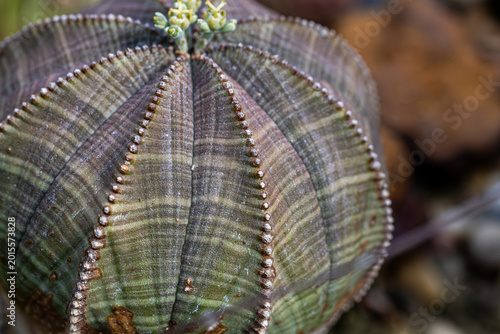 Foto Euphorbia Obesa Succulent Macro Texture