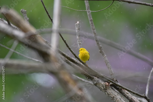 Yellow Warbler