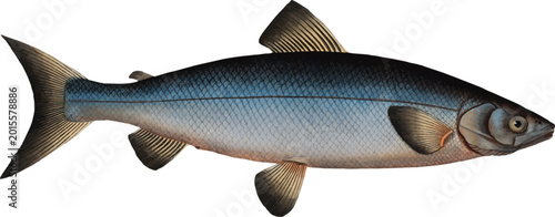 Blue salmon illustration. Male blue salmon vector illustration. Wartmanni Salmon.	