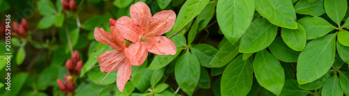Foto Closeup of azalea plant beginning to bloom, orange flowers with vibrant green le