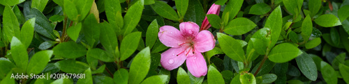 Foto Closeup of azalea plant beginning to bloom, pink flower with water drops with vi