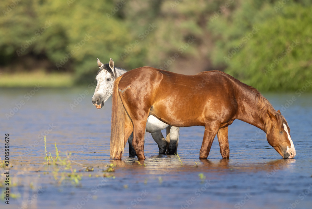 Obraz premium Wild Chestnut and Dapple Gray Stallions Drinking from the Salt River in the Tonto National Forest in Arizona United States