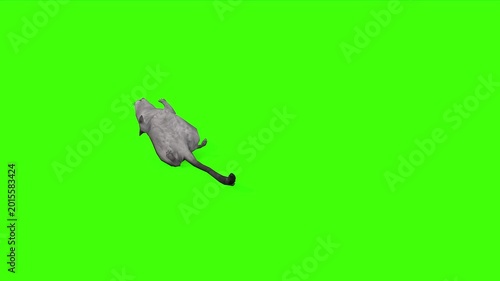 4k long tail Rat Rodents died from a gunshot wound, cycle loop top view animation on isolated Green Screen Animal, 3D Realistic mice, mouse fell from the attack rendering on the chroma key