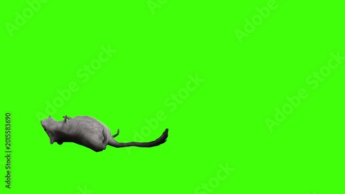 4k long tail Rat Rodents died from a gunshot wound, cycle loop side view animation on isolated Green Screen Animal, 3D Realistic mice, mouse fell from the attack rendering on the chroma key