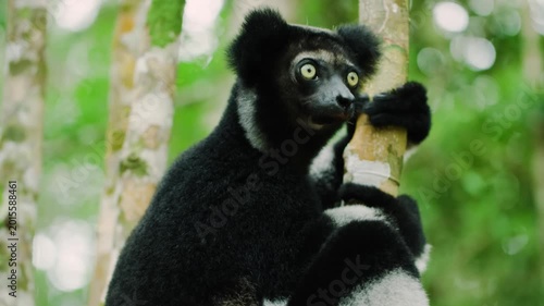 Indri is a species of strepsirrine primate of the Indriidae family, the largest lemur that can be found today in Madagascar, the island where these prosimians are endemic. 
