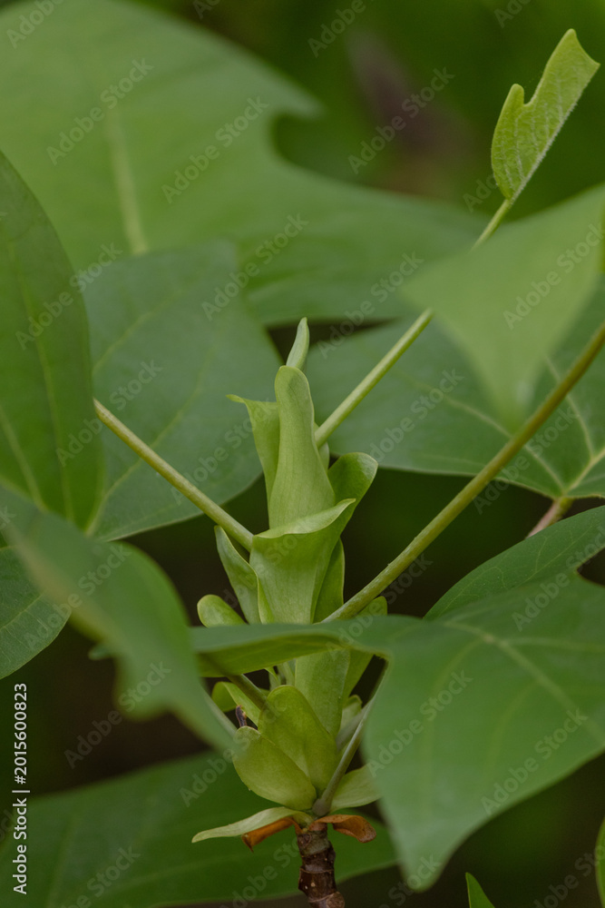 Obraz premium green leaves in the garden