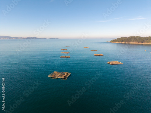 Mussel farm bateas floating in calm ocean waters, galicia