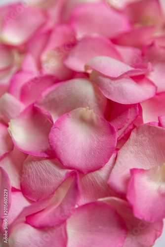 pink rose petals
