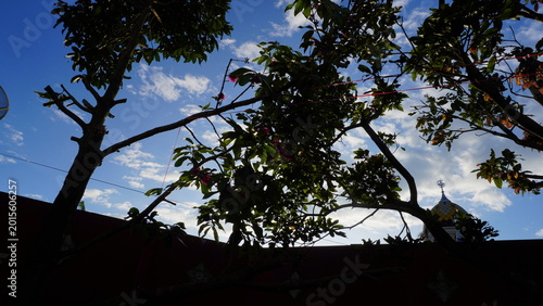 Shadow of mango tree branches with a bright blue sky and white clouds in the background, creating a calm tropical nature atmosphere and soft outdoor scenery