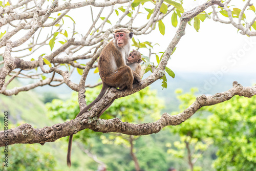 Εκτύπωση καμβά Mother toque macaque with her baby, Sri Lanka