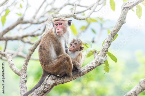 Canvastavla Mother toque macaque with her baby, Sri Lanka