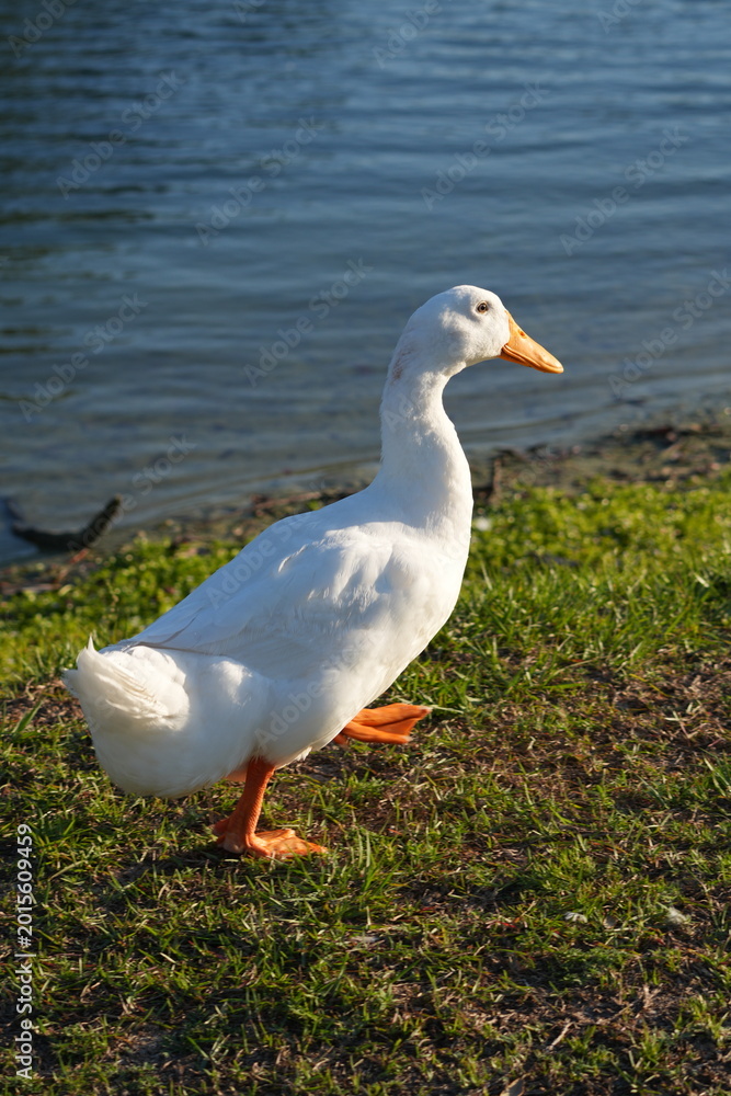 Fototapeta premium White goose standing on green grass in sunlight