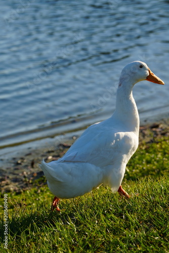White goose standing on green grass in sunlight