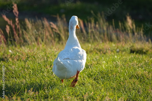 White goose standing on green grass in sunlight