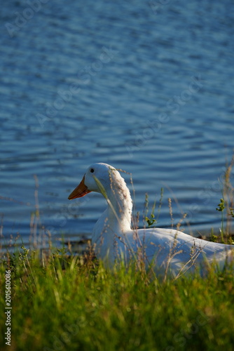 White goose standing on green grass in sunlight