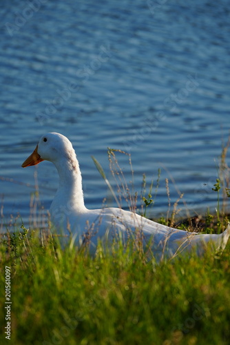 White goose standing on green grass in sunlight