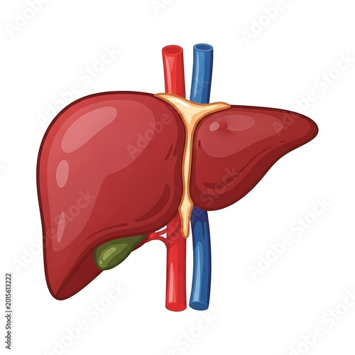 Liver anatomy with blood vessels.