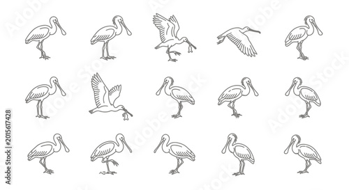 Obraz na plátně Line art illustrations of spoonbill birds in various poses on white background