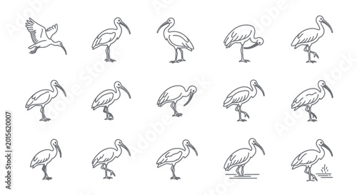 Photos Set of ibis bird illustrations in various poses for design and education