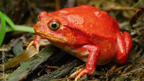 Tomato frog (Dyscophus) in Toronto zoo, Canada 4k. 