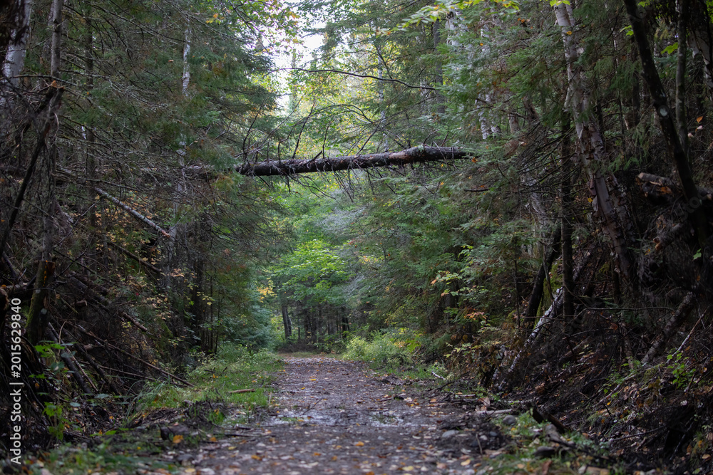 Fototapeta premium Mizzy Trail in Algonquin Provincial Park Ontario Canada Forest Hiking Path, Photography.