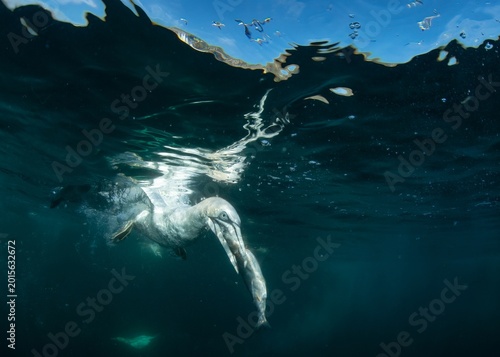 Fotografie Northern Gannet Diving Underwater With Fish Prey