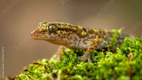 A close-up of a reptile with patterned skin, resting on moss, with intense eye contact