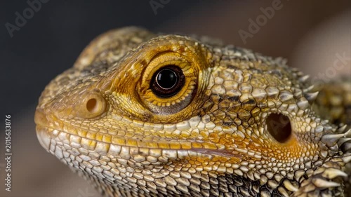 Close-up of a reptile's head showing textured skin, eye, and scales