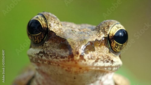 A close-up portrait of a frog's face, showcasing its large, striking eyes