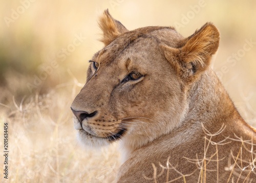 Canvas Print Lioness Resting in African Savannah Grassland