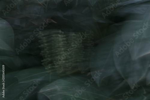 Close-up of dark green foliage with a central cylindrical seed structure