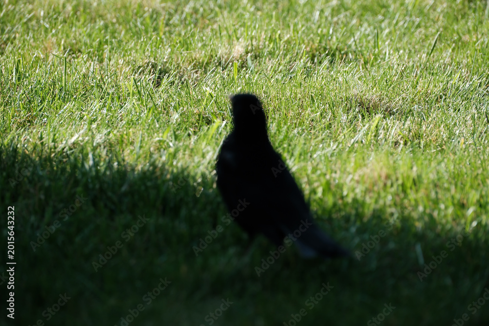 Obraz premium Common Blackbird (Turdus merula) on Green Lawn in Garden, Summer Wildlife Scene