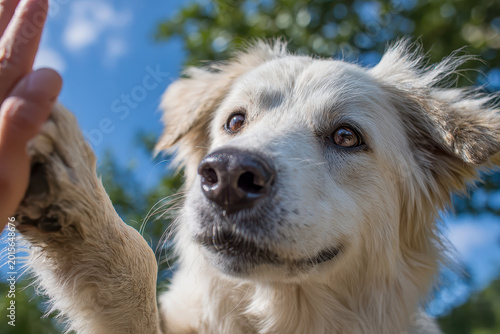 Playful white dog giving a high five paw to a human hand outdoors against a blue sky and green trees background.